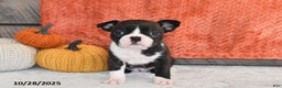 Boston Terrier dogs for sale: Flicka - Ad 6