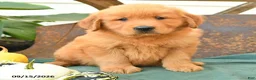 Golden Retriever dogs for sale: Axel - Ad 3