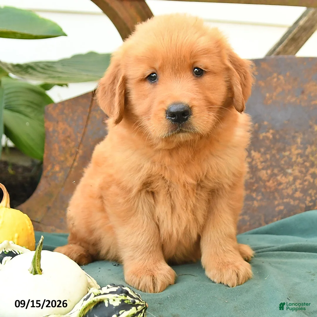 Golden Retriever dogs for sale: Axel - Ad 3