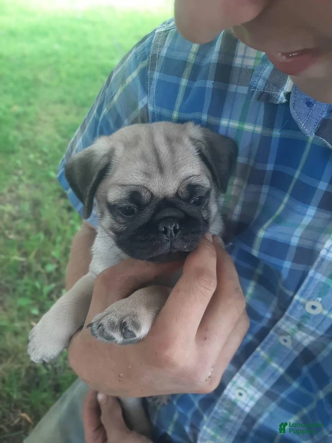 Pug dogs for sale: Pug 1 - Ad 2