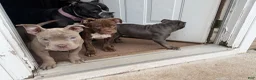 Mixed Breed dogs for sale: Mixed Breed Puppy 2 - Ad 6