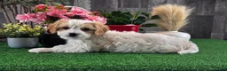 Cavachon dogs for sale: Vegas - Ad 1
