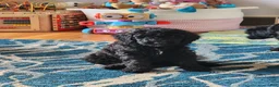 Mini Sheepadoodle dogs for sale: Apollo - Ad 5