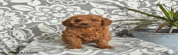Mini Goldendoodle dogs for sale: Remy - Ad 3
