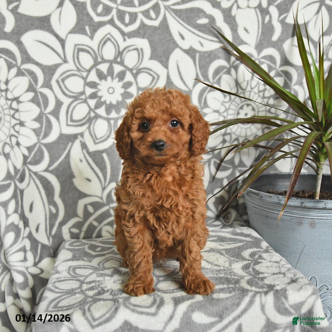 Mini Goldendoodle dogs for sale: Remy - Ad 3