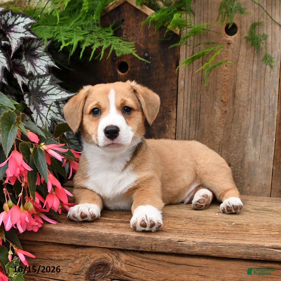 Mixed Breed dogs for sale: Dennis - Ad 1
