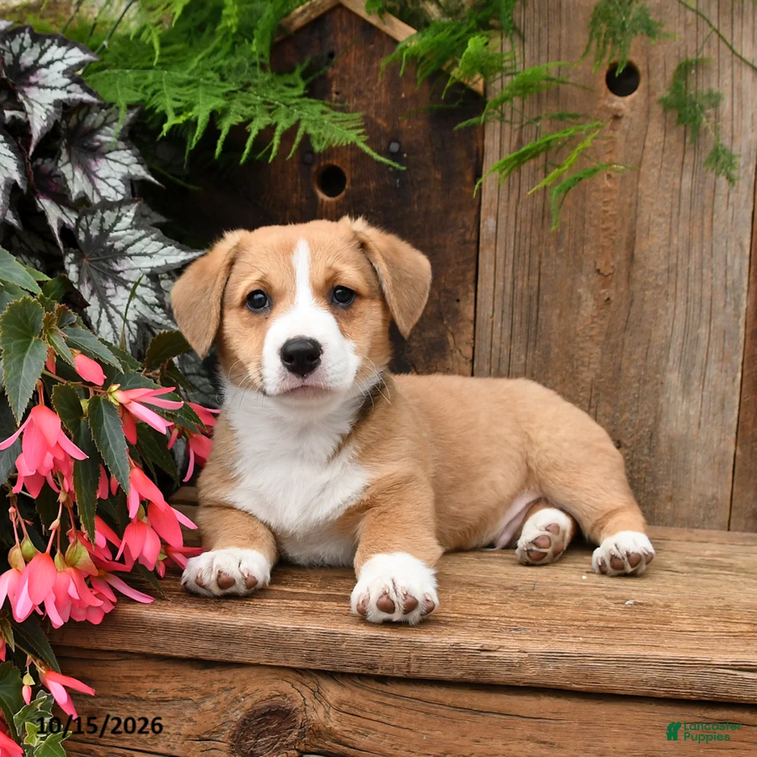 Mixed Breed dogs for sale: Dennis - Ad 1