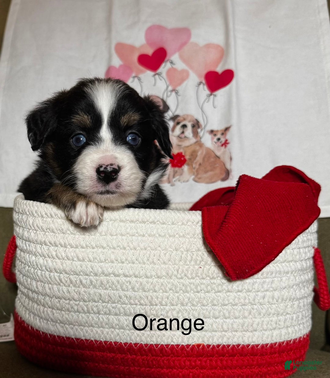 Miniature Australian Shepherd dogs for sale: Miniature Australian Shepherd Puppy 6 - Ad 1