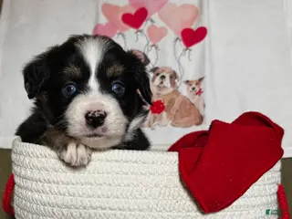 Miniature Australian Shepherd dogs Miniature Australian Shepherd Puppy 6 - Ad 33