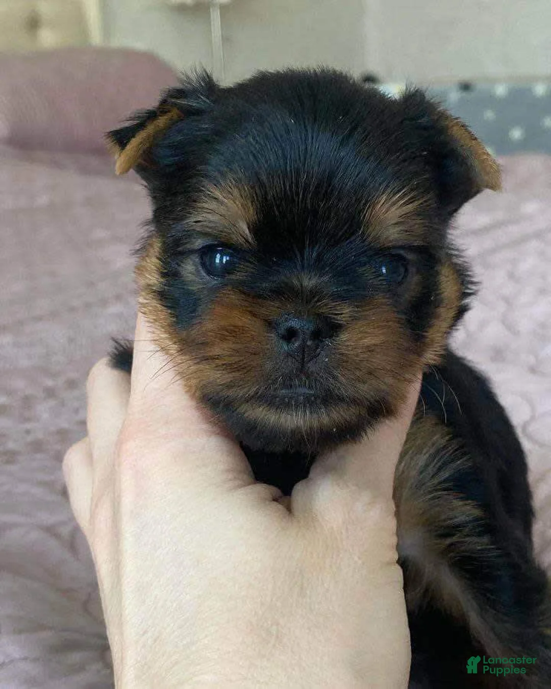 Gallery Image {{count}}