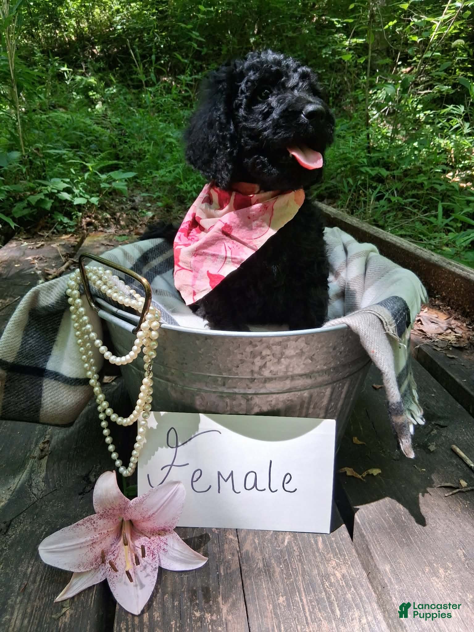 Irish Doodle dogs Charlotte - Ad 10