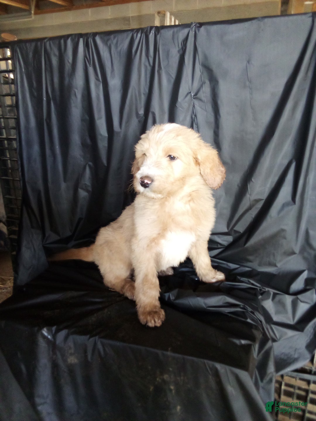 Mixed Breed dogs for sale: Charlie  - Ad 1