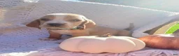 Basset Hound dogs for sale: Tracker  - Ad 8