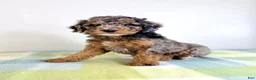 Bernedoodle dogs for sale: Buzz - Ad 4
