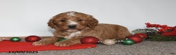 Mini Goldendoodle dogs for sale: Jack - Ad 5