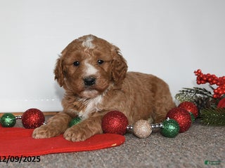 Mini Goldendoodle dogs Jack - Ad 30