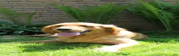 Golden Retriever dogs for sale: Tiny Timmy  - Ad 8