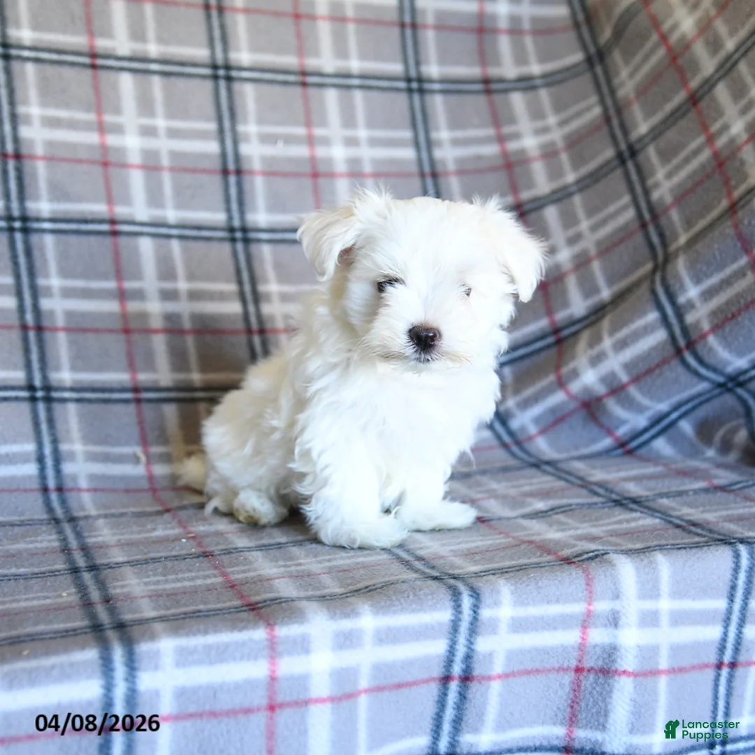 Maltese dogs for sale: Scotty - Ad 2