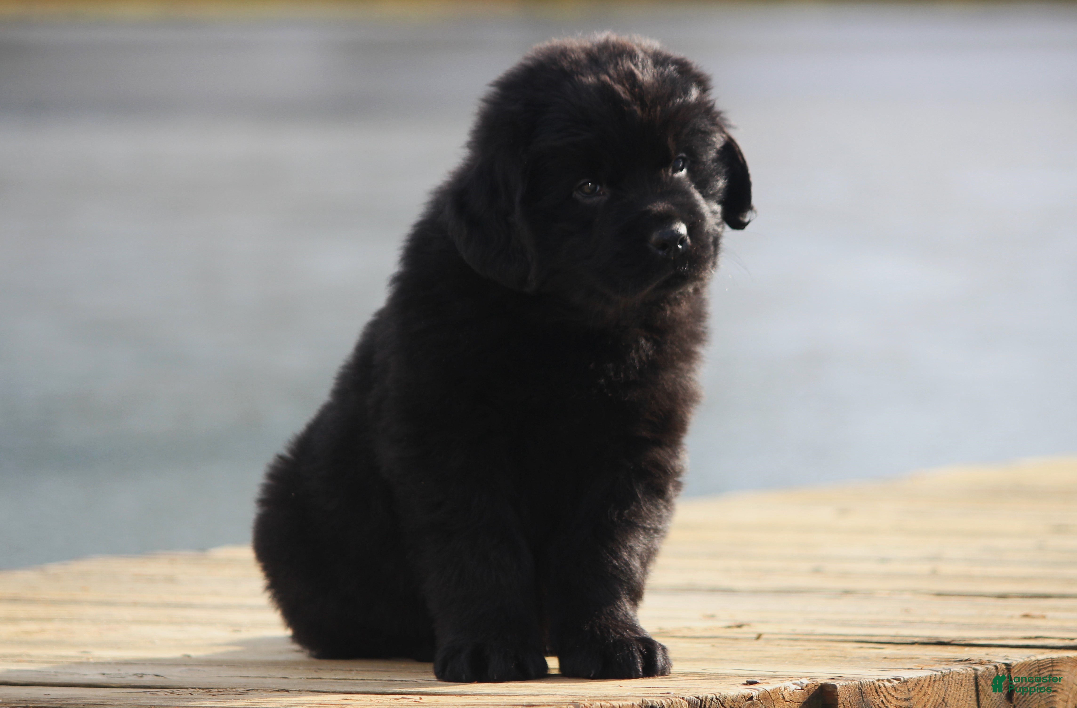 Newfoundland dogs Theo - Ad 37