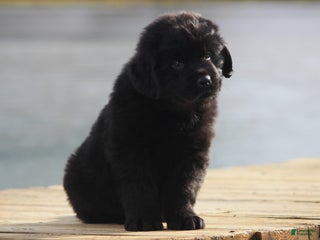 Newfoundland dogs Theo - Ad 37