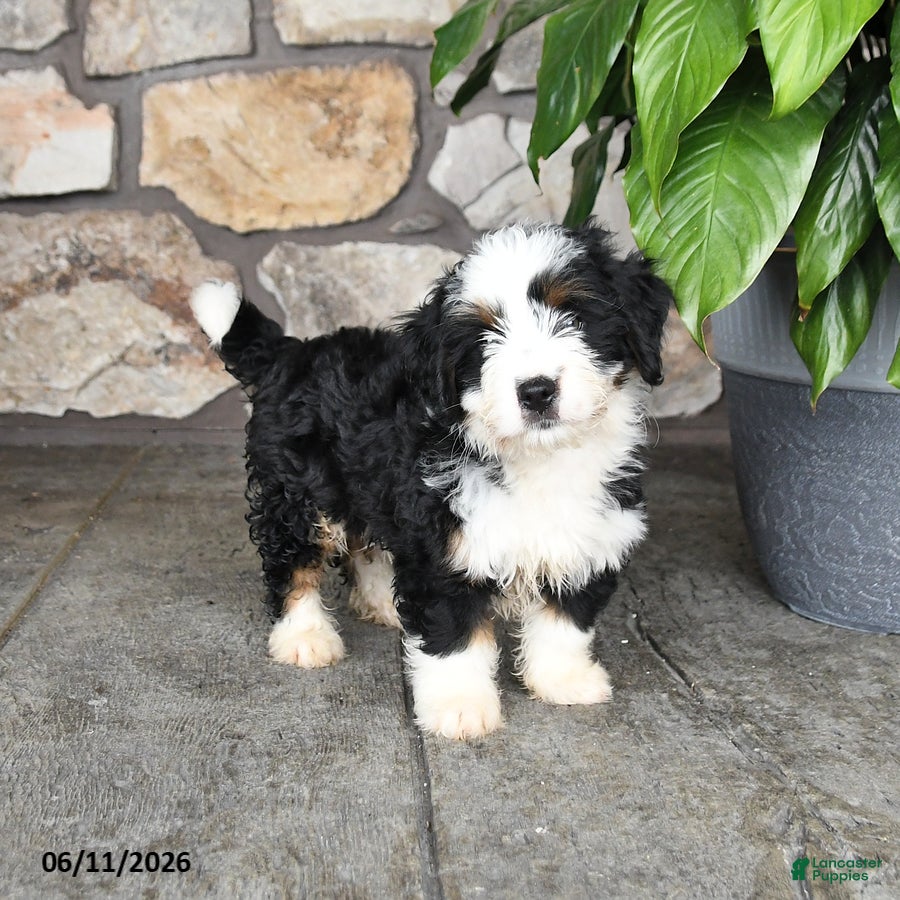 Mini Bernedoodle dogs Larry - Ad 1