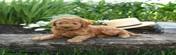 Miniature Poodle dogs for sale: Nixie - Ad 3