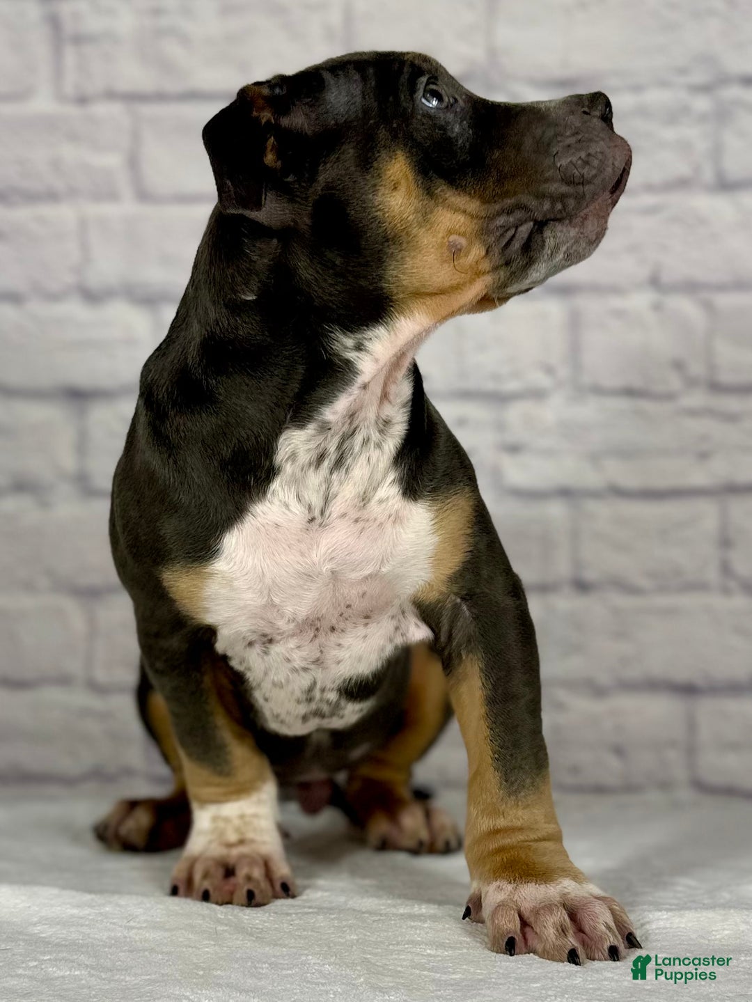 American Bully dogs for sale: Jake - Ad 5
