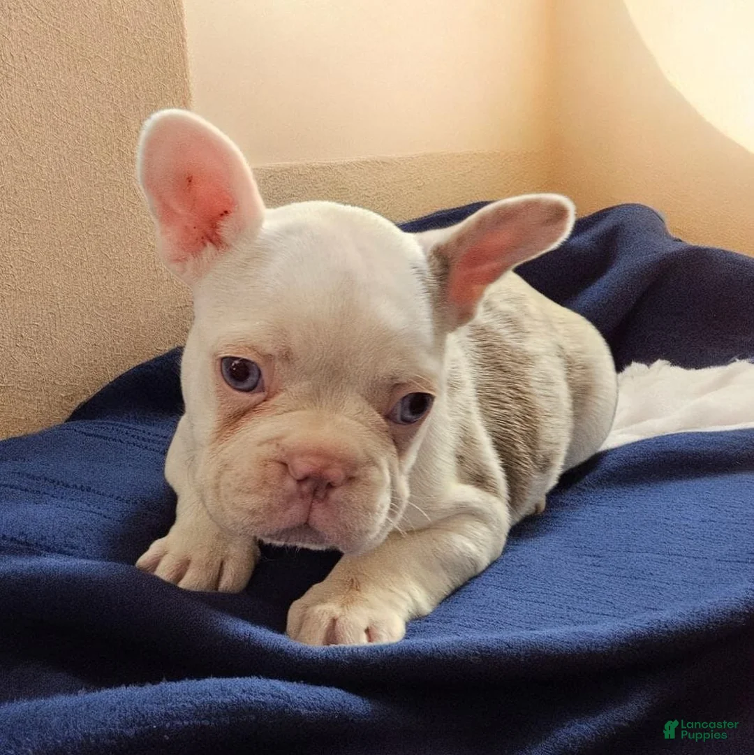 French Bulldog dogs for sale: French Bulldog Puppy 2 - Ad 1