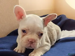 French Bulldog dogs French Bulldog Puppy 2 - Ad 32