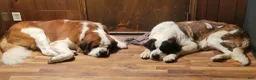 Saint Bernard dogs for sale: Boy 4 - Ad 4