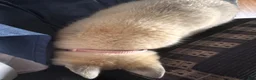 Alaskan Klee Kai dogs for sale: Alaskan Klee Kai 2 - Ad 6