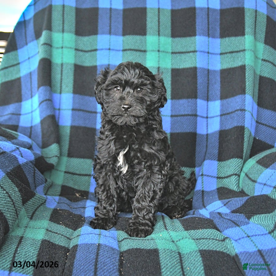 Mini Goldendoodle dogs Stella - Ad 1