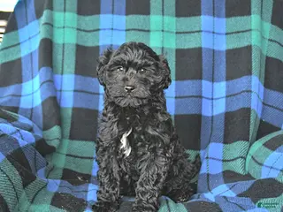 Mini Goldendoodle dogs for sale: Stella - Ad 3