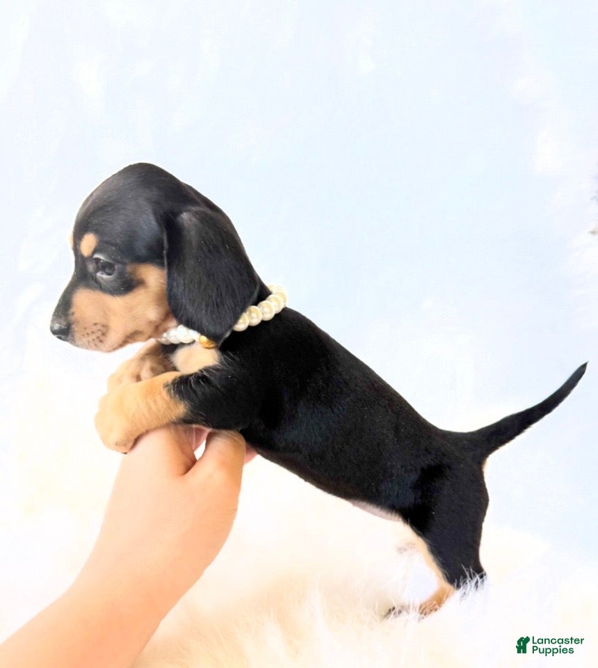 Miniature Dachshund dogs AKC Zoey - Ad 10