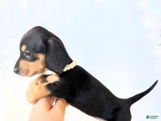 Miniature Dachshund dogs AKC Zoey - Ad 10