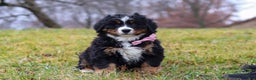 Bernese Mountain Dog dogs for sale: Sadie - Ad 4