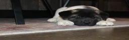 Akita dogs for sale: AKC Luna - Ad 8