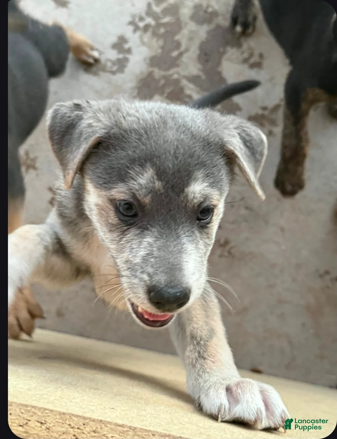 Mixed Breed dogs for sale:  Molly - Ad 1