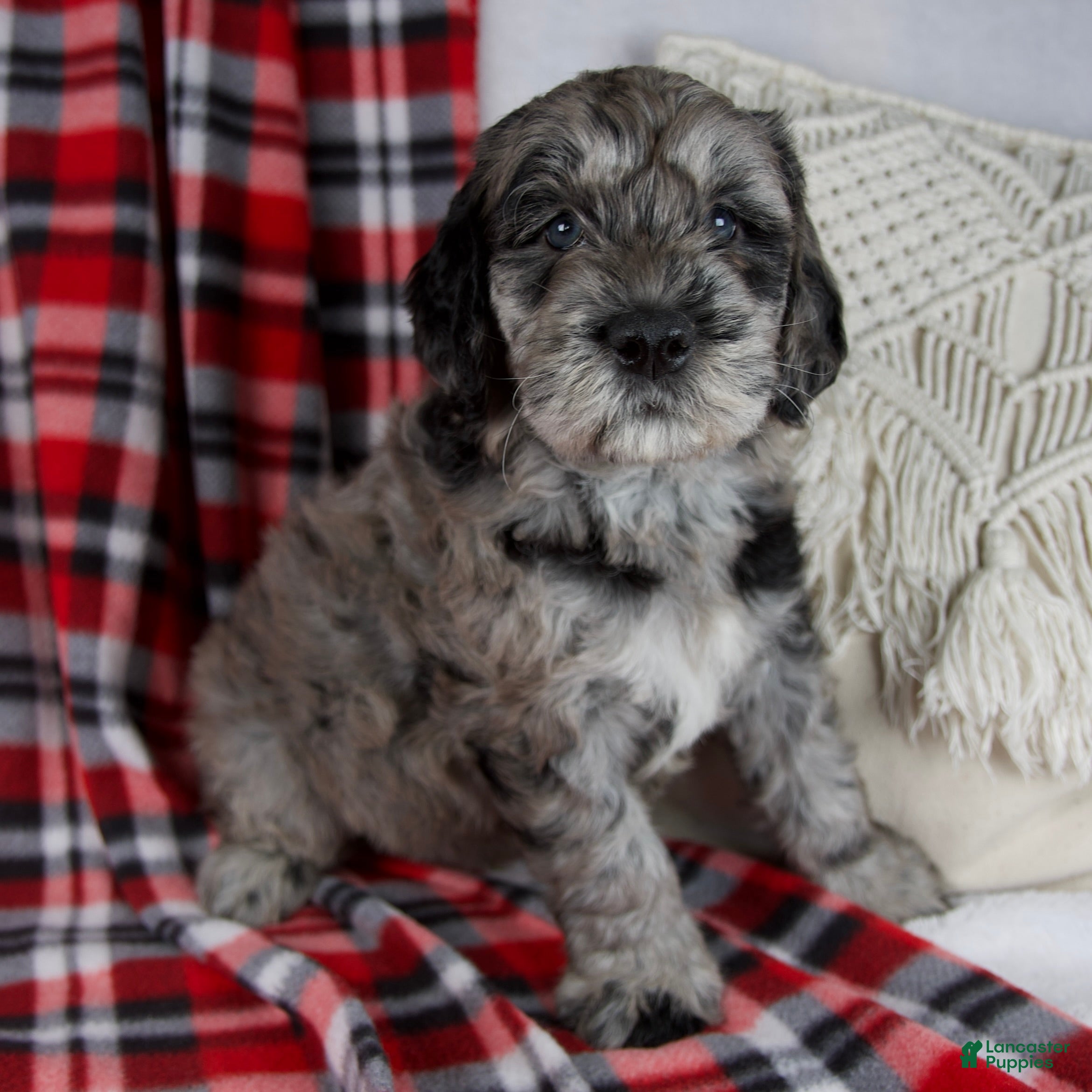 Schnoodle dogs Devon *Genetic Clear - Ad 1