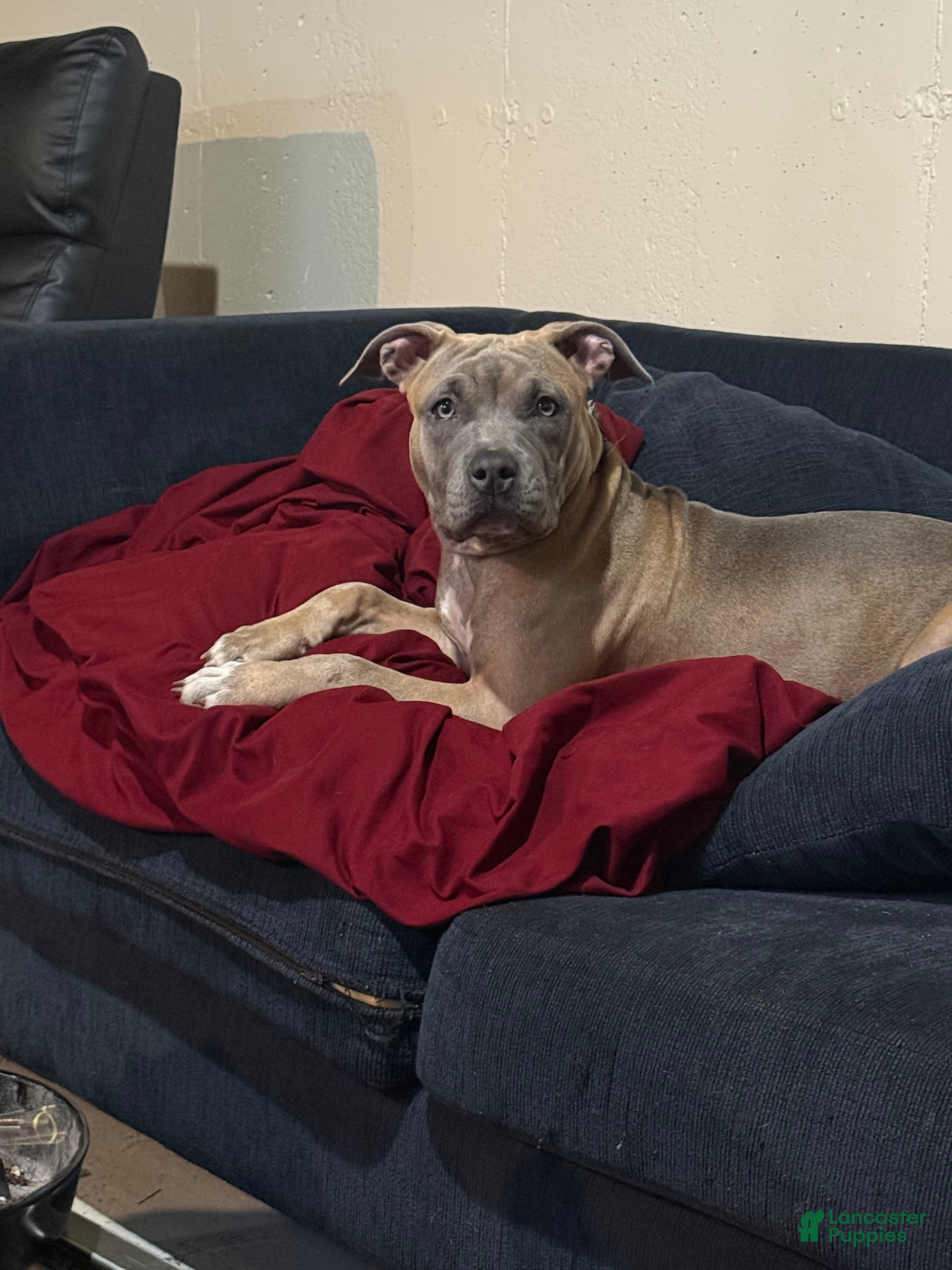 American Bully dogs American Bully 1 - Ad 1