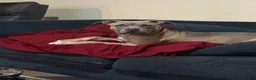 American Bully dogs for sale: American Bully 1 - Ad 1
