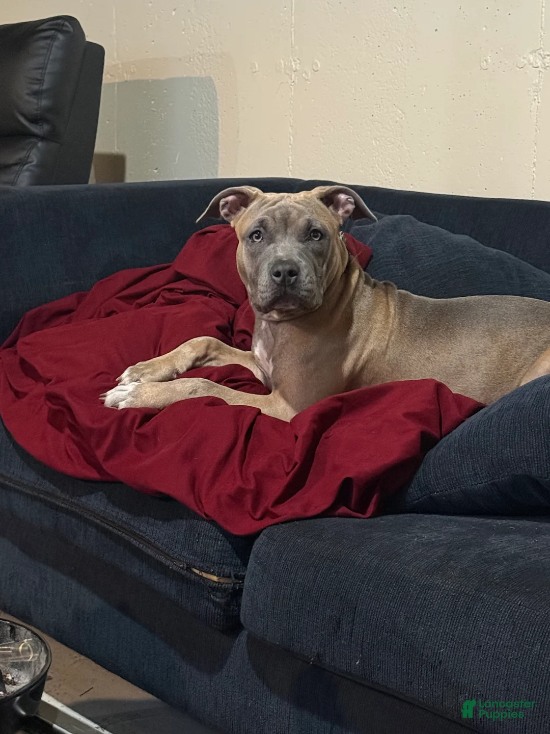 American Bully dogs for sale: American Bully 1 - Ad 1