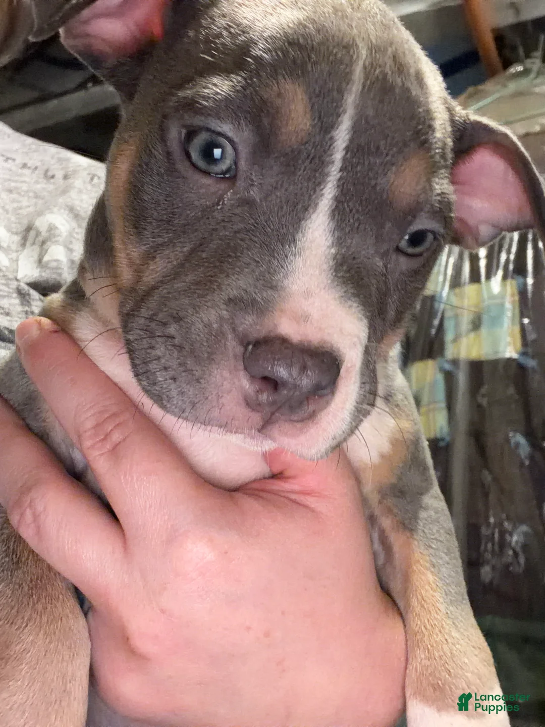 American Bully dogs for sale: Daisy  - Ad 1