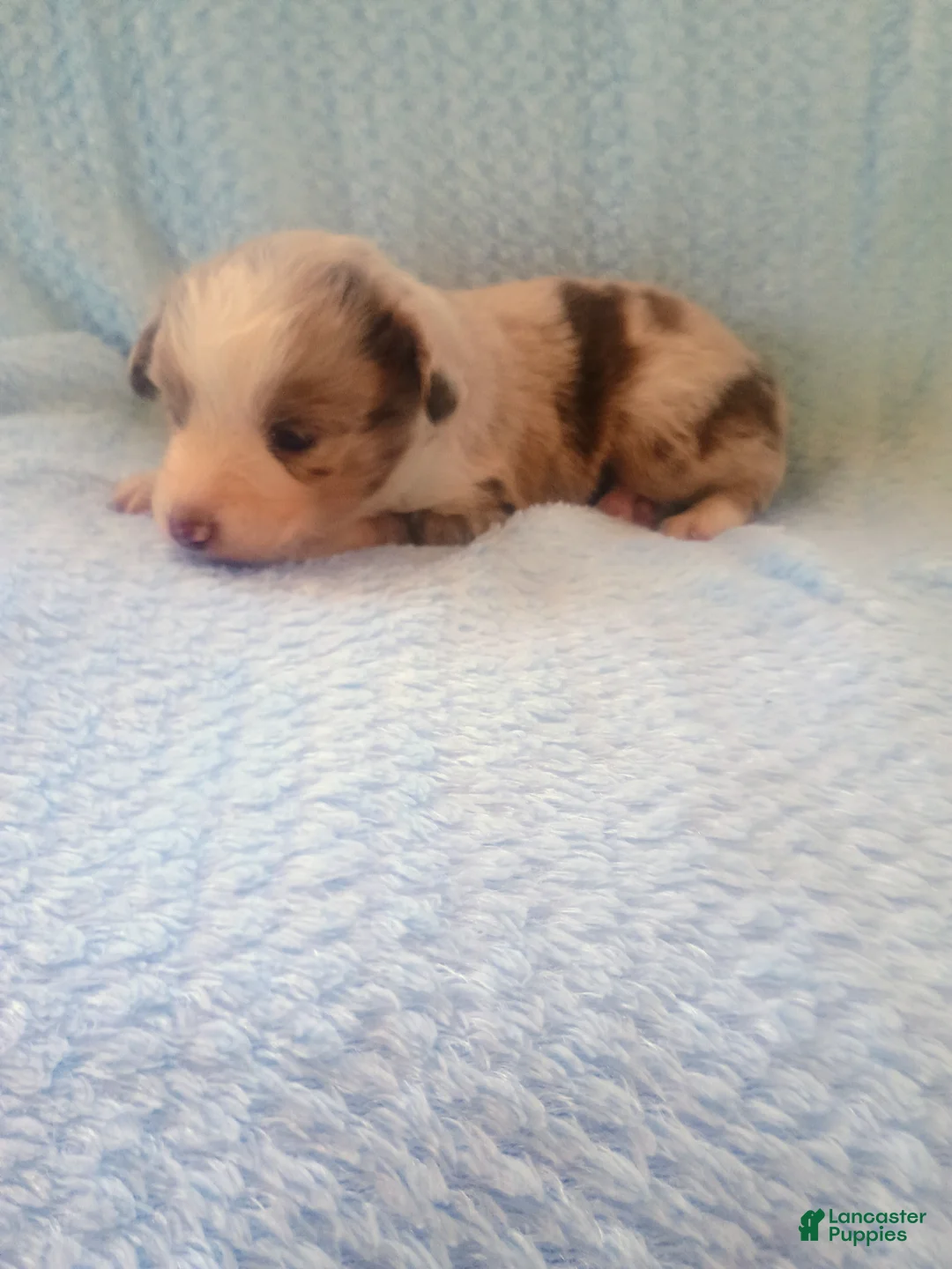 Toy Australian Shepherd dogs for sale: Toy Australian Shepherd Puppy 1 - Ad 1