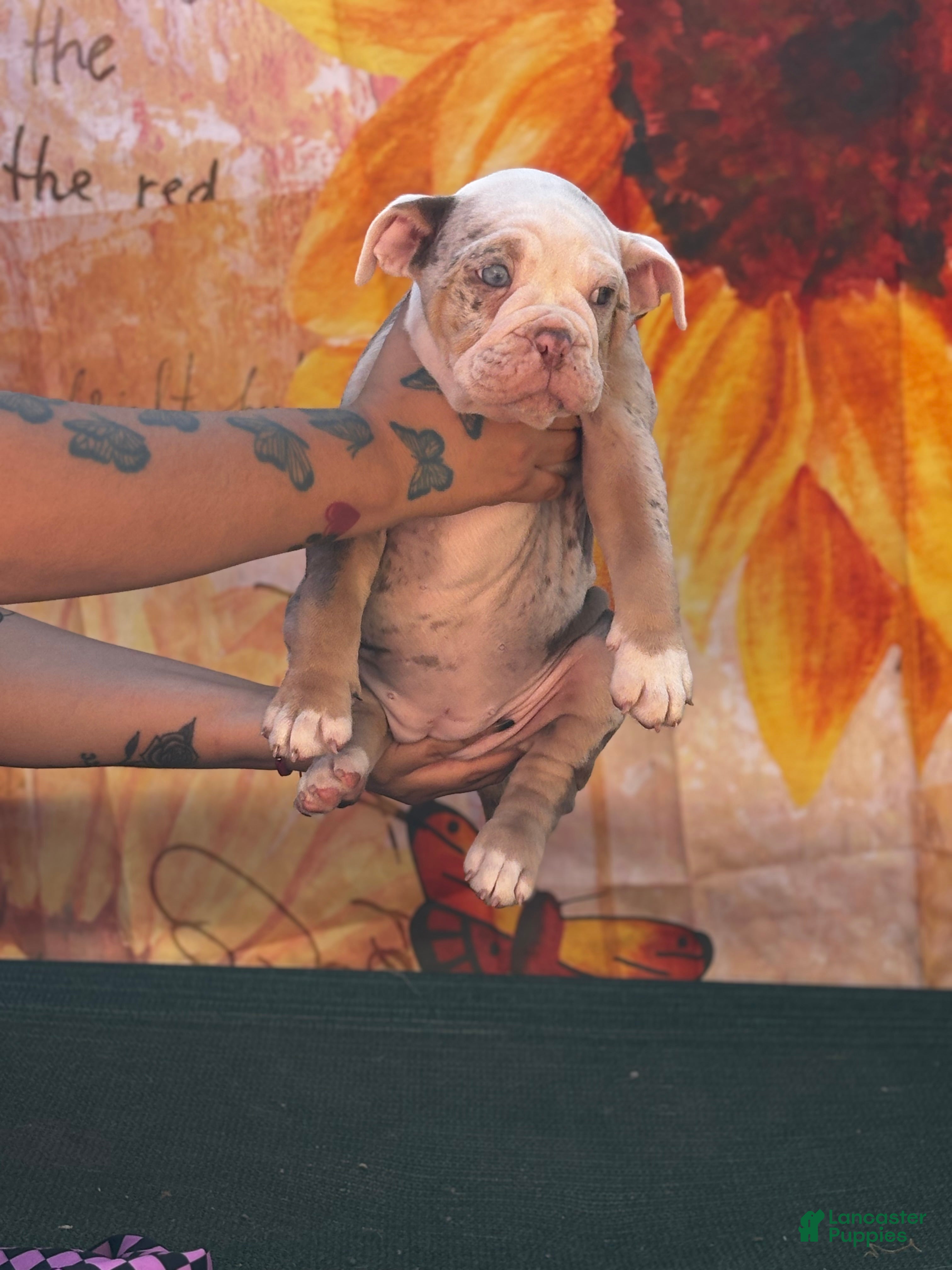 Olde English Bulldogge dogs for sale: Sweet baby rae - Ad 6