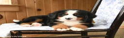 Bernese Mountain Dog dogs for sale: Big Ben - Ad 4