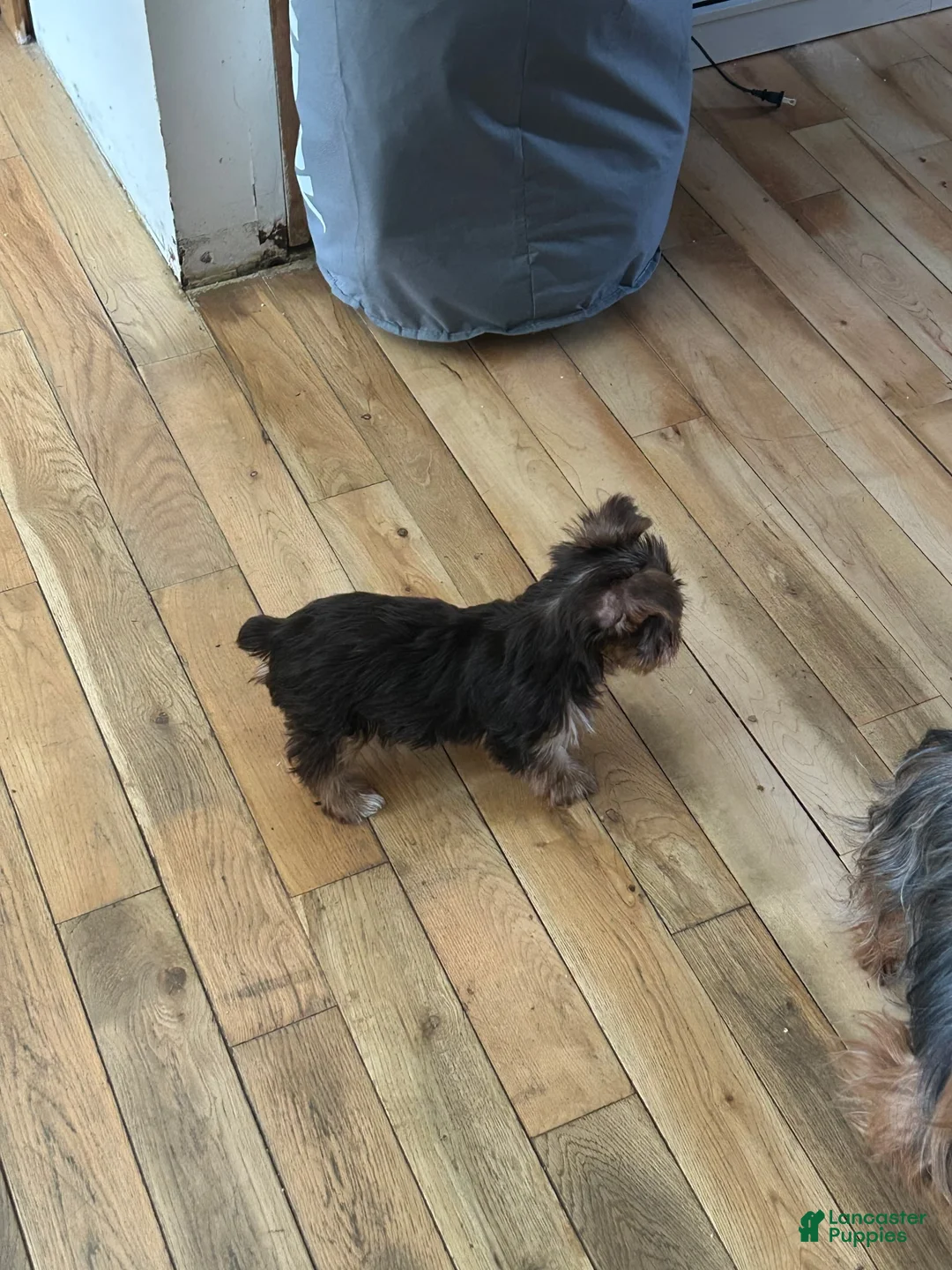 Yorkshire Terrier dogs for sale: Charlie - Ad 2