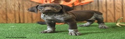 German Shorthaired Pointer dogs for sale: Celebrity - Ad 3