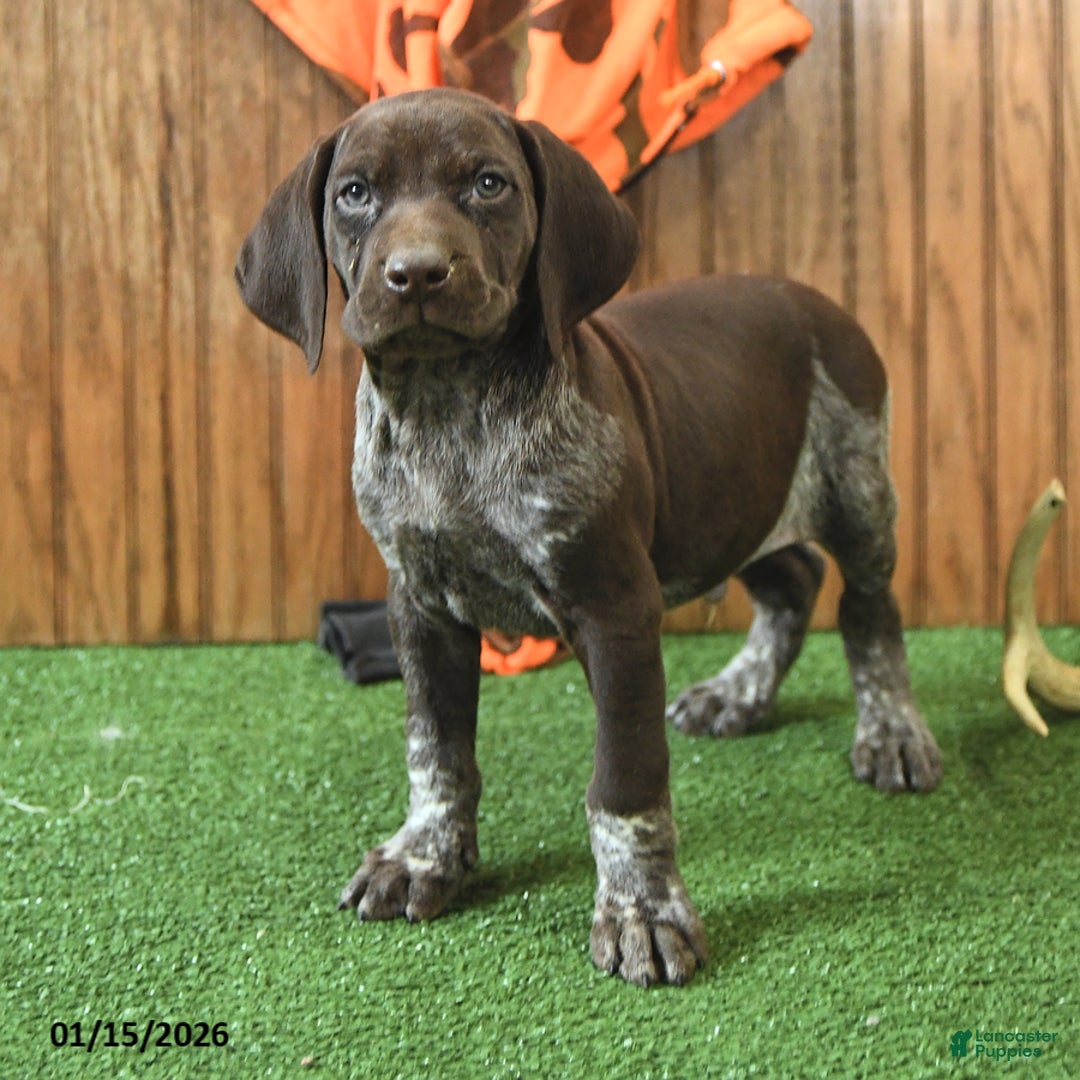 German Shorthaired Pointer dogs for sale: Celebrity - Ad 3