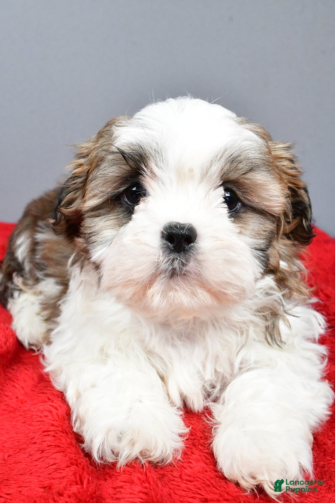 Shih Tzu dogs for sale: Rocket - Ad 4